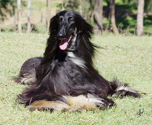 Afghan Hound AA017D-115.JPG